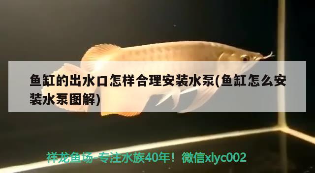 魚缸的出水口怎樣合理安裝水泵(魚缸怎么安裝水泵圖解)