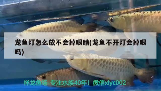 龍魚燈怎么放不會掉眼睛(龍魚不開燈會掉眼嗎)