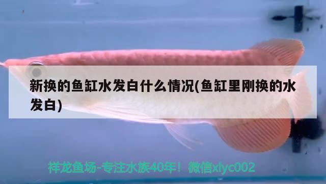 海西蒙古族藏族自治州水族批發(fā)市場(chǎng):新手開水族店怎么進(jìn)貨