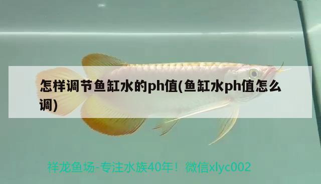 怎樣調(diào)節(jié)魚缸水的ph值(魚缸水ph值怎么調(diào)) 黃金達摩魚 第1張