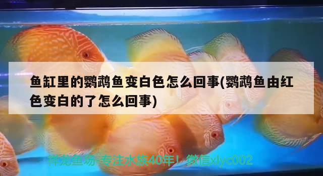 鸚鵡和龍魚水溫多少合適（鸚鵡魚和銀龍魚水溫多少合適） 鸚鵡魚 第4張