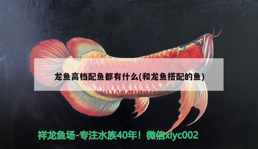 龍魚(yú)高檔配魚(yú)都有什么(和龍魚(yú)搭配的魚(yú)) 錦鯉魚(yú)百科