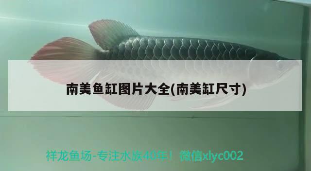 南美魚缸圖片大全(南美缸尺寸) 祥龍水族護理水