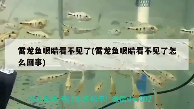 雷龍魚眼睛看不見了(雷龍魚眼睛看不見了怎么回事) 孵化器