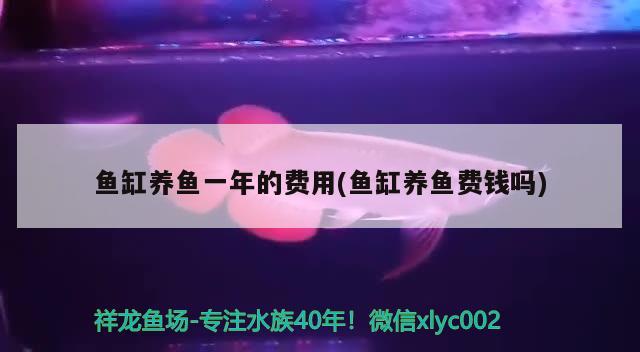 魚缸養(yǎng)魚一年的費用(魚缸養(yǎng)魚費錢嗎) 馬拉莫寶石魚