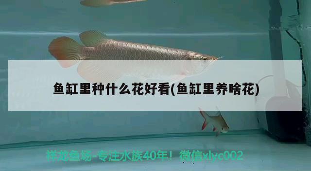 魚缸里種什么花好看(魚缸里養(yǎng)啥花) B級過背金龍魚