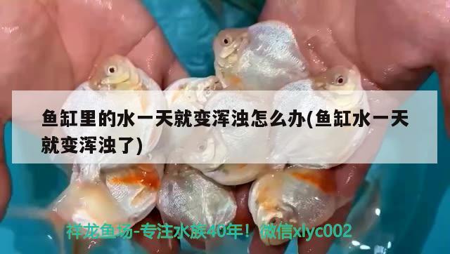 魚缸里的水一天就變渾濁怎么辦(魚缸水一天就變渾濁了) 馬拉莫寶石魚苗