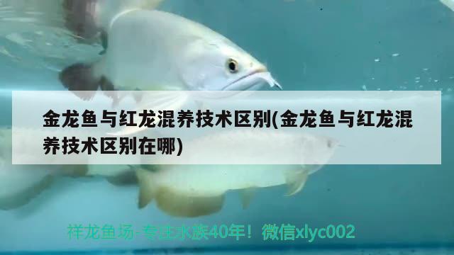 魚缸在客廳的最佳位置示意圖（魚缸擺在客廳門哪邊好） 黑桃A魚苗 第1張