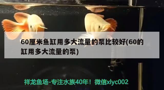 60厘米魚缸用多大流量的泵比較好(60的缸用多大流量的泵) 夢幻雷龍魚