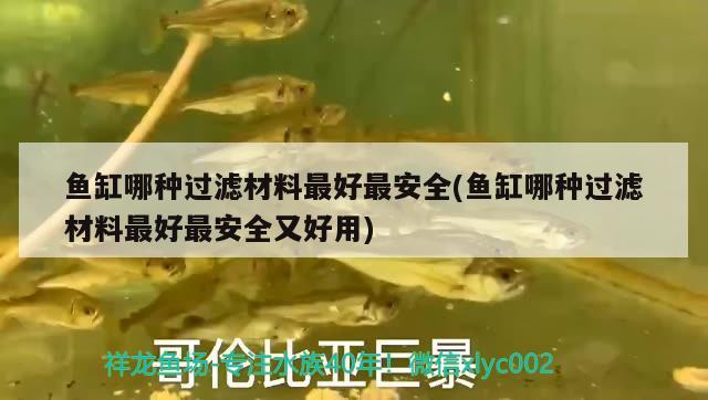 魚缸哪種過濾材料最好最安全(魚缸哪種過濾材料最好最安全又好用) 斯維尼關(guān)刀魚