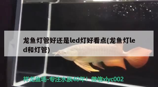 求大神指教龍魚圈