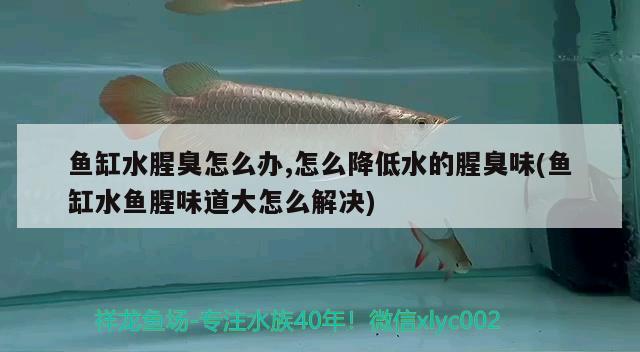 2019CIPS長城杯 2025第29屆中國國際寵物水族展覽會(huì)CIPS（長城寵物展2025 CIPS） 第3張