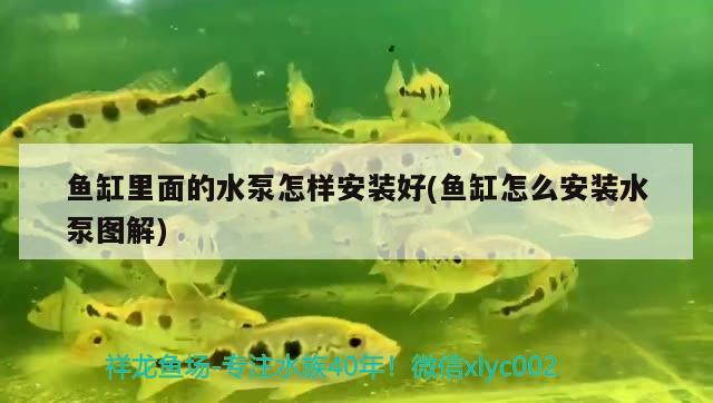 魚(yú)缸里面的水泵怎樣安裝好(魚(yú)缸怎么安裝水泵圖解)