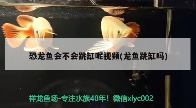 濮陽水族館回來兩個月了終于可以進大缸了 狗仔（招財貓)魚苗 第2張