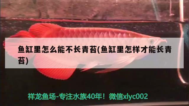 魚缸里怎么能不長(zhǎng)青苔(魚缸里怎樣才能長(zhǎng)青苔) 龍魚芯片掃碼器