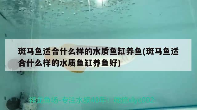 烏魯木齊二手觀賞魚買賣平臺哪家好：烏魯木齊二手觀賞魚買賣平臺哪家好點 養(yǎng)魚的好處 第1張