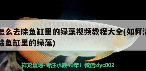 怎么去除魚缸里的綠藻視頻教程大全(如何清除魚缸里的綠藻) 蝴蝶鯉魚苗