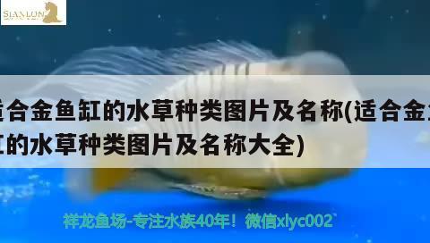 適合金魚缸的水草種類圖片及名稱(適合金魚缸的水草種類圖片及名稱大全) 水草