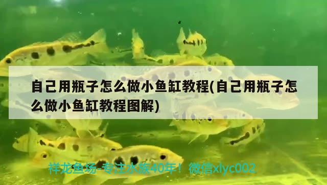 赤峰魚缸維護(hù)（呼和浩特魚缸維修）