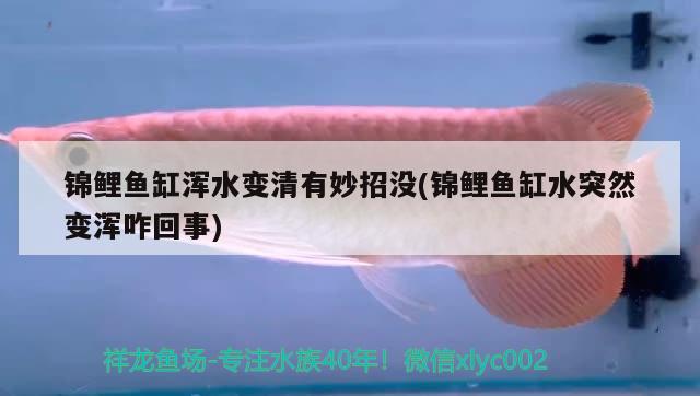 錦鯉魚缸渾水變清有妙招沒(錦鯉魚缸水突然變渾咋回事) 藍(lán)底過背金龍魚