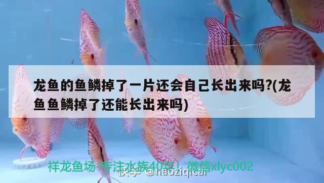 龍魚的魚鱗掉了一片還會(huì)自己長(zhǎng)出來(lái)嗎?(龍魚魚鱗掉了還能長(zhǎng)出來(lái)嗎)