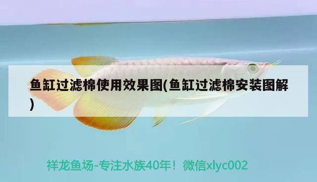 紅龍魚(yú)品牌等級(jí)分類(lèi)標(biāo)準(zhǔn)圖片及價(jià)格表 