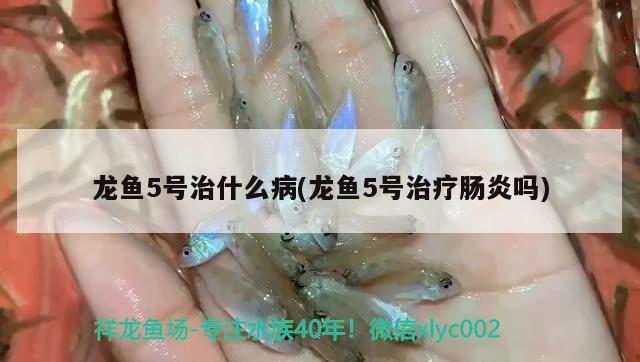 龍魚5號治什么病(龍魚5號治療腸炎嗎) 飛鳳魚苗