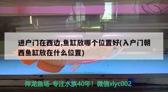 進戶門在西邊,魚缸放哪個位置好(入戶門朝西魚缸放在什么位置) 肥料