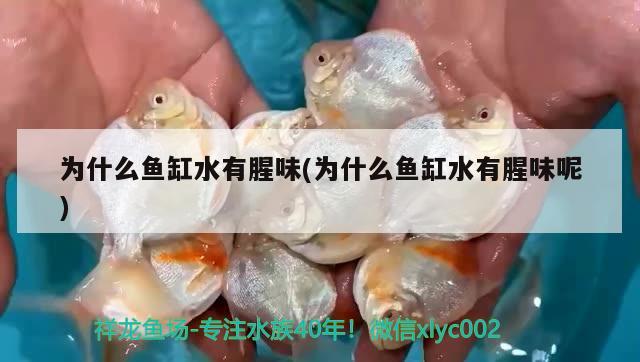 為什么魚缸水有腥味(為什么魚缸水有腥味呢) 紅老虎魚