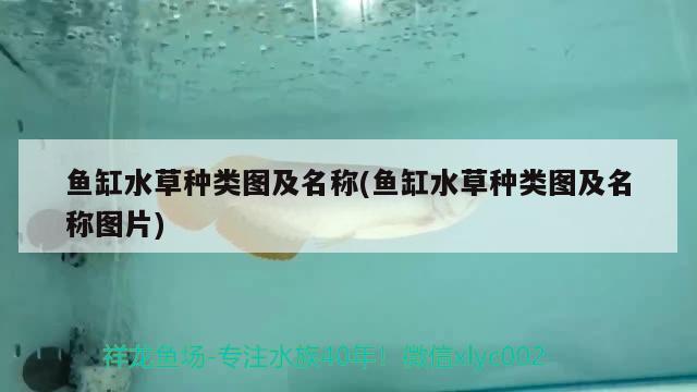 魚(yú)缸水草種類圖及名稱(魚(yú)缸水草種類圖及名稱圖片) 水草