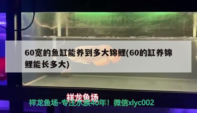 60寬的魚缸能養(yǎng)到多大錦鯉(60的缸養(yǎng)錦鯉能長多大) 魚缸清潔用具