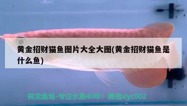 黃金招財(cái)貓魚圖片大全大圖(黃金招財(cái)貓魚是什么魚) 黃金招財(cái)貓魚