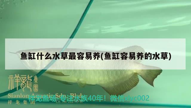 魚缸什么水草最容易養(yǎng)(魚缸容易養(yǎng)的水草)