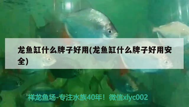 龍魚缸什么牌子好用(龍魚缸什么牌子好用安全) 鴨嘴鯊魚