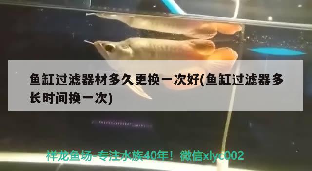 魚缸過濾器材多久更換一次好(魚缸過濾器多長時(shí)間換一次) 申古三間魚