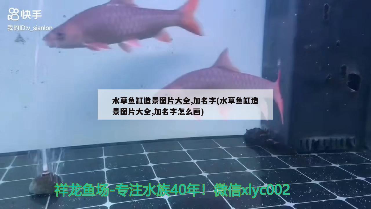 水草魚缸造景圖片大全,加名字(水草魚缸造景圖片大全,加名字怎么畫)