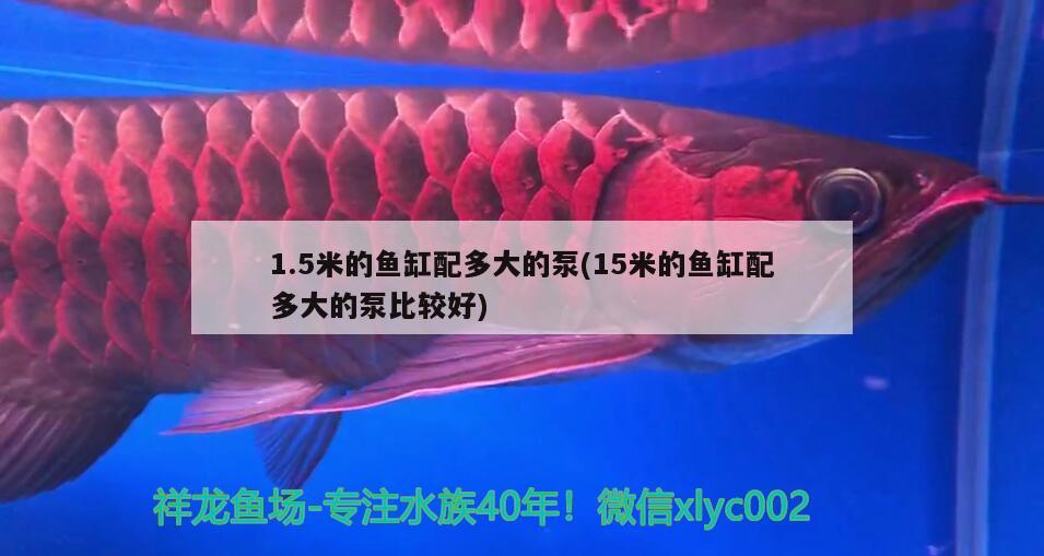 魚缸中的清潔工是什么意思(魚缸里的清潔工) 羅漢魚