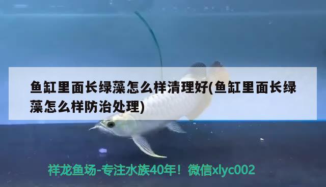 魚缸里面長綠藻怎么樣清理好(魚缸里面長綠藻怎么樣防治處理) 國產(chǎn)元寶鳳凰魚