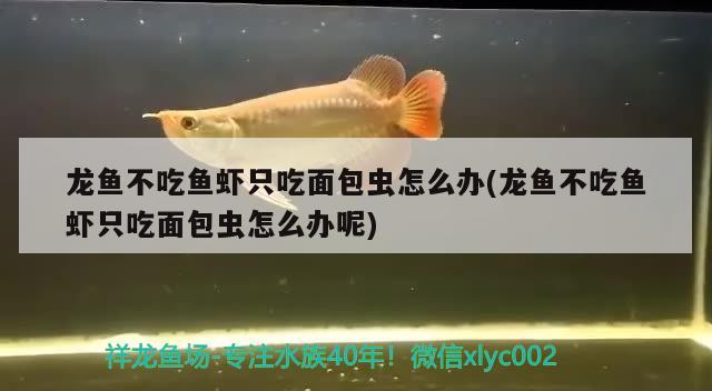 龍魚不吃魚蝦只吃面包蟲怎么辦(龍魚不吃魚蝦只吃面包蟲怎么辦呢) 埃及神仙魚