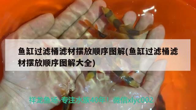 廣州水族館闖缸魚進去四天了 銀龍魚 第2張