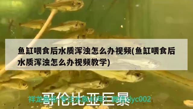 魚缸喂食后水質(zhì)渾濁怎么辦視頻(魚缸喂食后水質(zhì)渾濁怎么辦視頻教學(xué)) 青龍魚