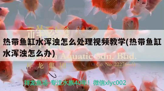 熱帶魚缸水渾濁怎么處理視頻教學(xué)(熱帶魚缸水渾濁怎么辦) 充氧泵