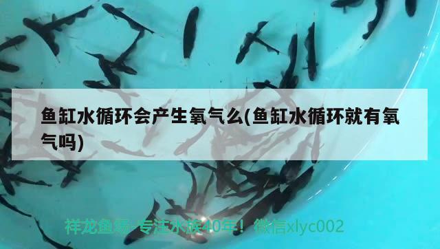 魚(yú)缸水循環(huán)會(huì)產(chǎn)生氧氣么(魚(yú)缸水循環(huán)就有氧氣嗎) 青龍魚(yú)