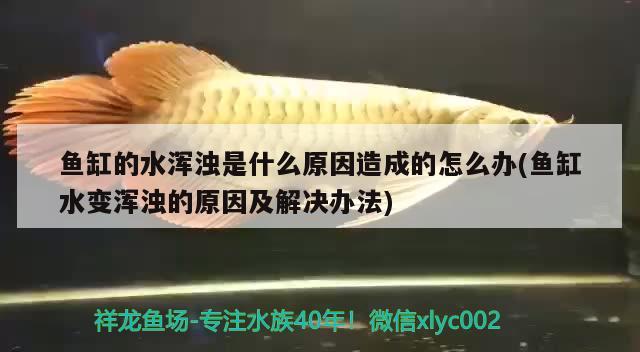 魚缸的水渾濁是什么原因造成的怎么辦(魚缸水變渾濁的原因及解決辦法) 魚缸水質(zhì)穩(wěn)定劑