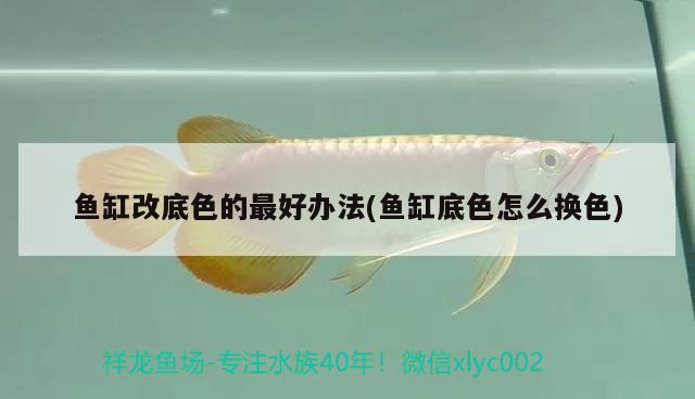 斗魚缸如何換水視頻 斗魚缸如何換水視頻教學(xué) 大湖紅龍魚