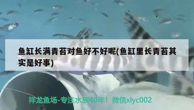 贛州金龍魚經銷商電話多少?。ń髭M州殺豬菜正宗做法） 稀有金龍魚 第2張