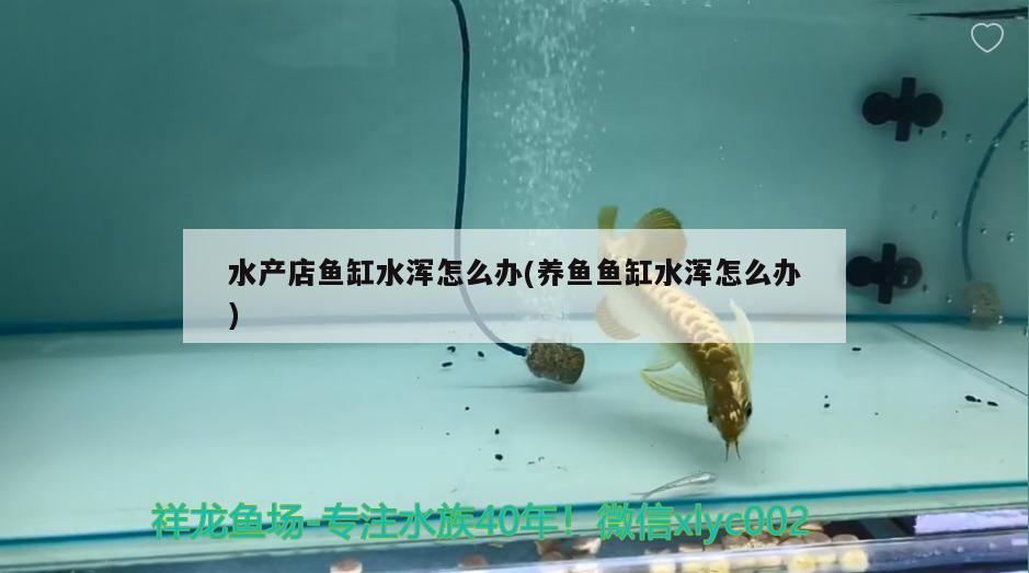 水產(chǎn)店魚缸水渾怎么辦(養(yǎng)魚魚缸水渾怎么辦) 豹紋夫魚苗