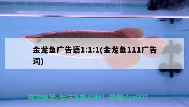 金龍魚廣告語(yǔ)1:1:1(金龍魚111廣告詞) 錦鯉池魚池建設(shè)