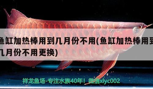 龍魚撞缸怎么回事呀（龍魚撞缸怎么回事呀視頻） 廣州龍魚批發(fā)市場 第2張