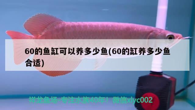 60的魚缸可以養(yǎng)多少魚(60的缸養(yǎng)多少魚合適) 名貴錦鯉魚